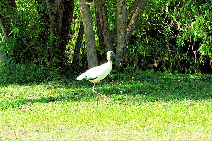 ElR_Woodstork_1_2012 (Small).JPG